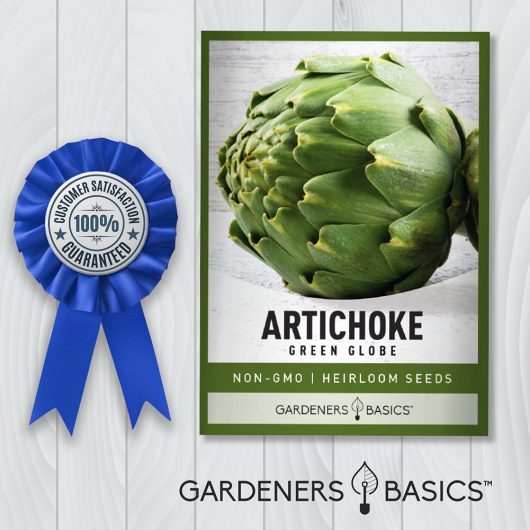 Artichoke Seeds for Planting - Green Globe Non-GMO Perennial Vegetable Variety- 3 Grams Seeds Great for Summer Gardens - Image 8