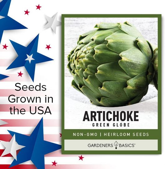 Artichoke Seeds for Planting - Green Globe Non-GMO Perennial Vegetable Variety- 3 Grams Seeds Great for Summer Gardens - Image 7