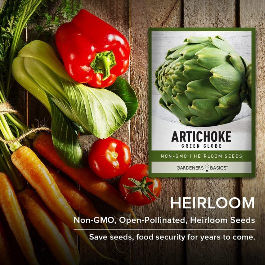 Artichoke Seeds for Planting - Green Globe Non-GMO Perennial Vegetable Variety- 3 Grams Seeds Great for Summer Gardens - Image 6